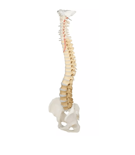 Wirbelsäule mit Becken, Wirbel didaktisch gefärbt - Erler - Zimmer